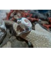 Bague argent massif et oeil de Sainte Lucie