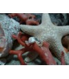 Sterling silver ring with the true Mediterranean Eye of Saint Lucia