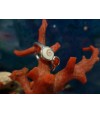 Bague argent massif corail rouge et oeil de Sainte Lucie