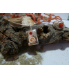 Pendentif argent massif corail rouge et oeil de Sainte Lucie