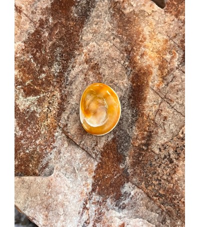 Oeil de Sainte Lucie de Méditerranée
