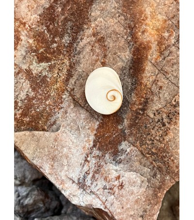 Oeil de Sainte Lucie de Méditerranée