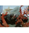 Bague argent massif corail rouge et oeil de Sainte Lucie